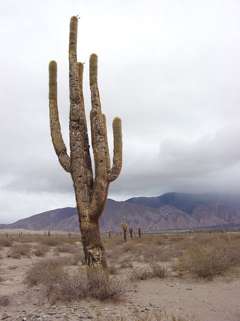 In the Cardones National Park
