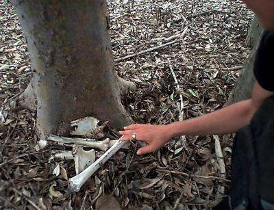 Bones recovered from Lake Maubara